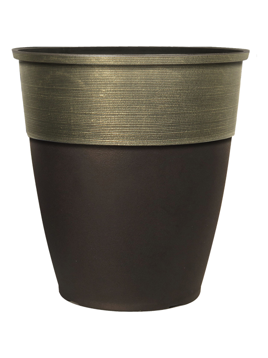 P. willinckii ’Jenny’ TC 2818 Platycerium willinckii 'Jenny' | Welovetropicalplants